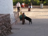 Hunde sind Selbstversorger